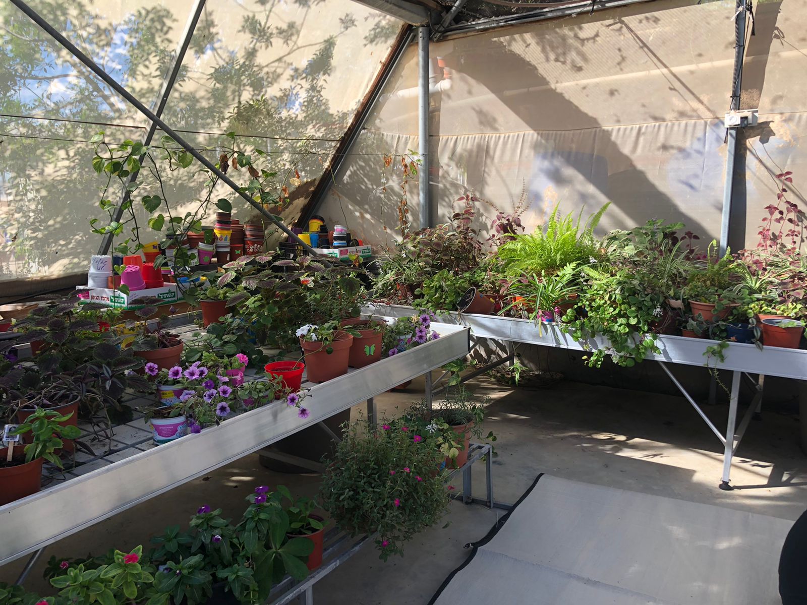 Potted plants inside a green house עציצים עם פרחים בתוך חממה