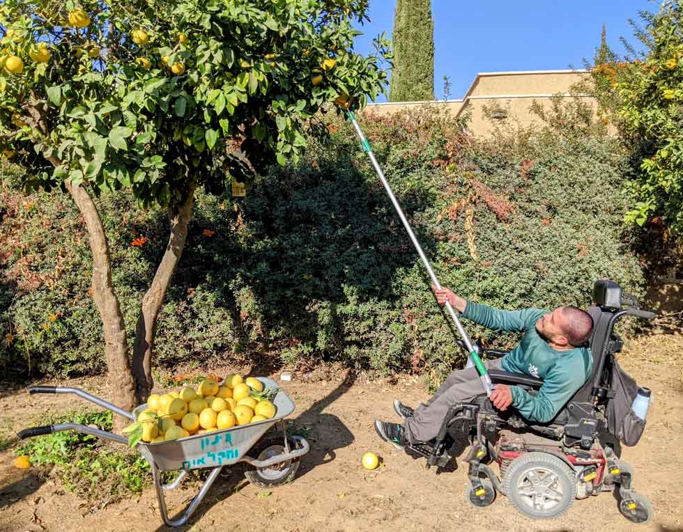 Man is a wheelchair picking grapefruits with a long picker. איש בכסא גלגלים קוטף אשכוליות עם מקל ארוך